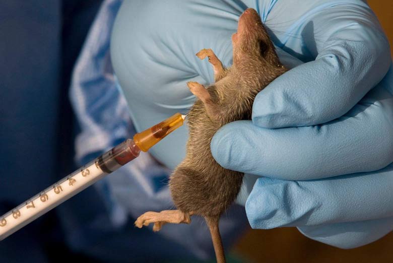 Lassa Fever Cases Rise in Nigeria: NCDC Confirms Ongoing Outbreak Across Multiple States
