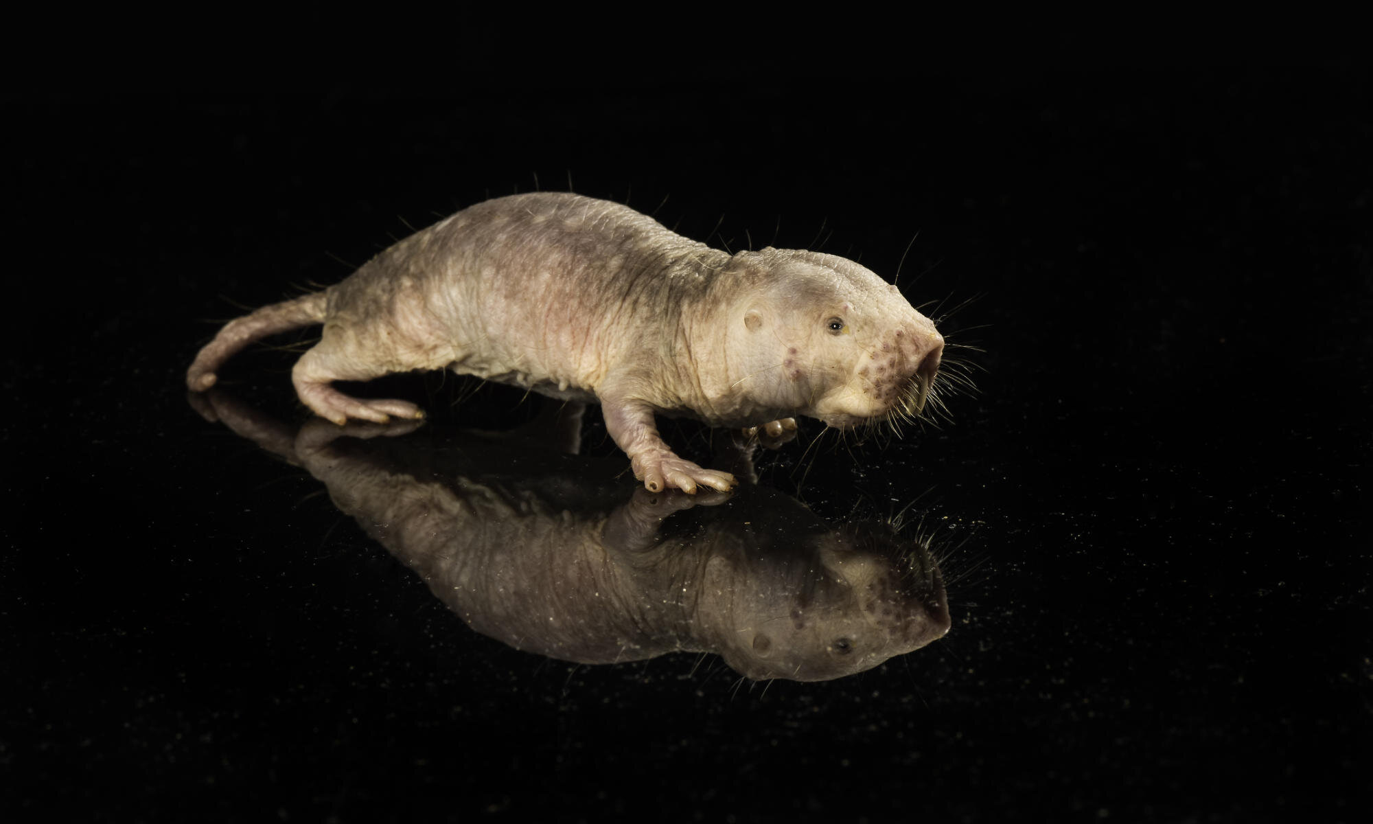 Breakthrough in Aging Research: Longevity Gene from Naked Mole Rats Extends Lifespan in Mice