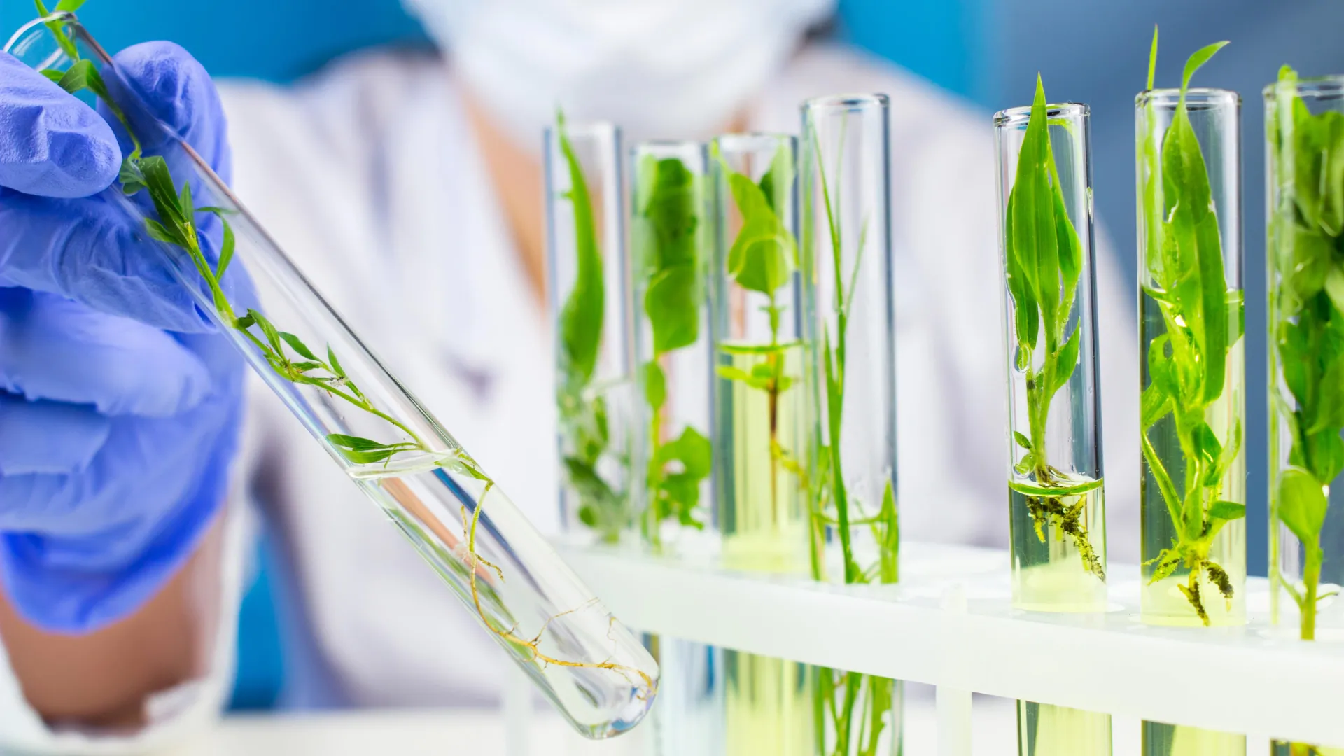Breakthrough in Cancer Research: Scientists Decode Rare Plant Compound with Anti-Tumor Potential