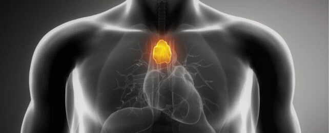 AI Reveals the Thymus Isn't Useless After All — And Doctors Are Shocked