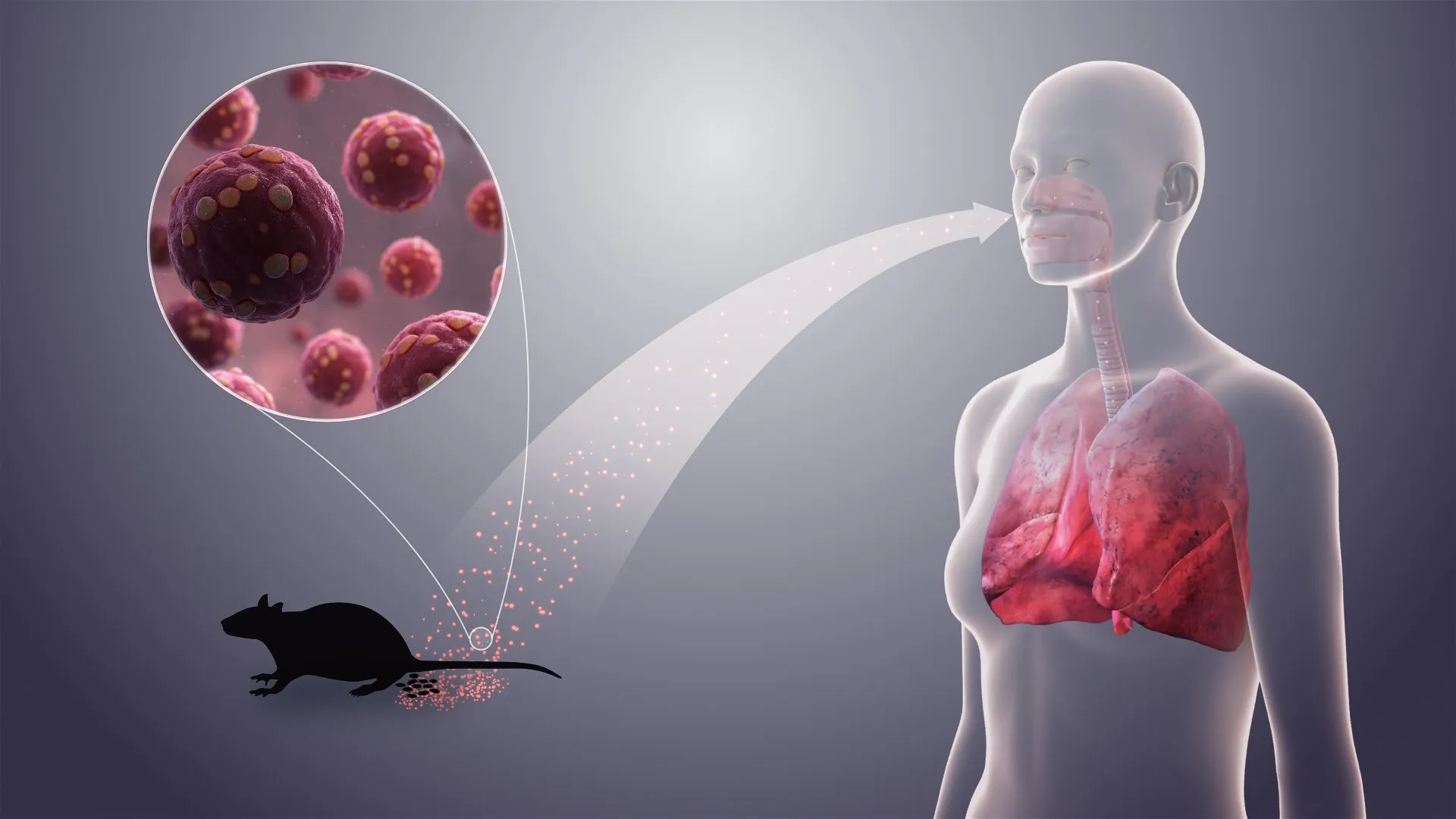 Deadly Hantavirus Crisis Looms: Nigerian Doctors Issue Urgent Warning Now
