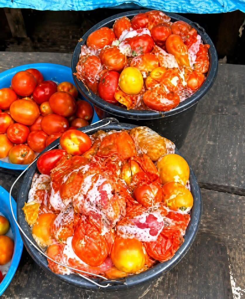 Deadly Fungus Alert: Lagos Warns Against 'Ata Esha' Tomatoes — Here's Why You Must Stop Eating Them Now