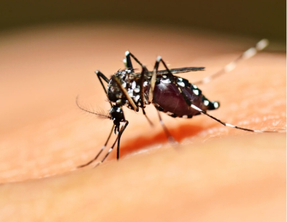 Climate Change Drives Surge in Tick and Mosquito Diseases Across Canada, Public Health Experts Warn