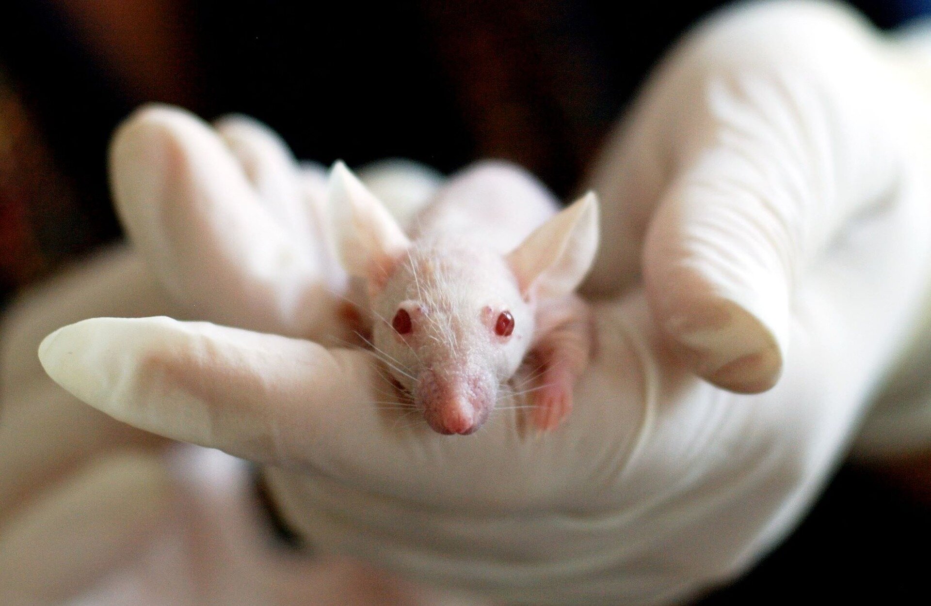Breakthrough in Rare Genetic Disorder Research: Mouse Model Unlocks New Pathways for Geleophysic Dysplasia Treatment