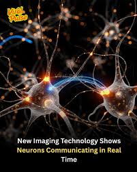 Breakthrough Neuroimaging Technique Unlocks Simultaneous Tracking of Nine Brain Cell Types in Mice