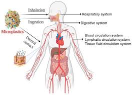 Aerobic Exercise Shows Potential to Counteract Harmful Effects of Nanoplastic Exposure