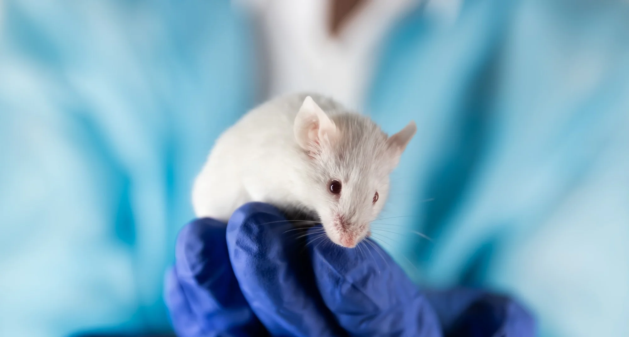 Breakthrough in Aging Research: Protein Boost Reverses Frailty in Older Mice, Offering Hope for Human Therapies