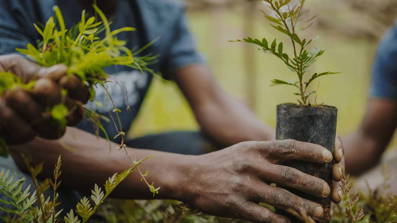 Lagos Launches Financial Incentives to Combat Urban Heat Through Tree Planting