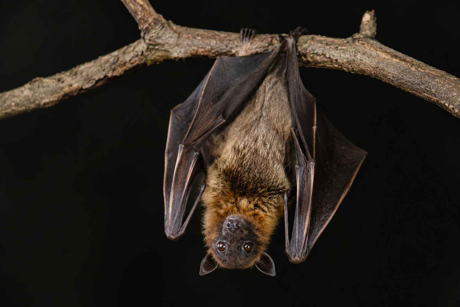 Bundibugyo Ebola Virus Remains an Enigma: The Hunt for Its Hidden Animal Host